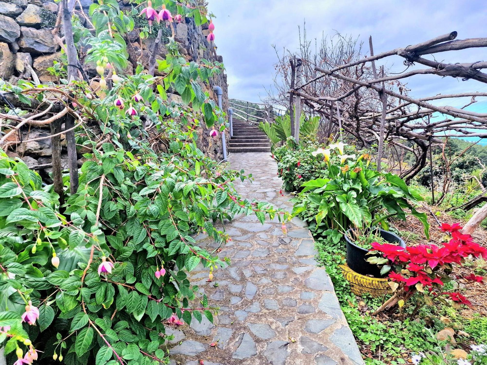 Сasa de vacaciones Casa Canaria Drago In Icod De Vinos By Hrtenerife Net